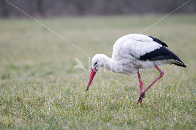 White Stork (Ciconia ciconia)