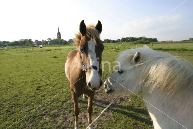 Horse (Equus spp)