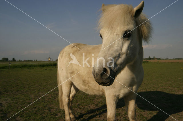 Horse (Equus spp)