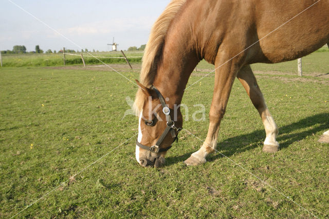 Paard (Equus spp)