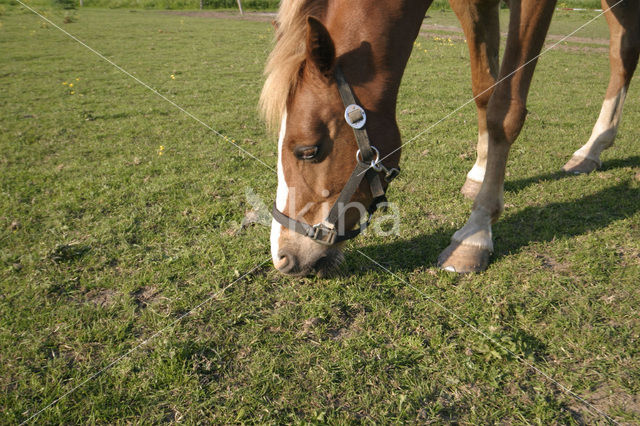 Horse (Equus spp)