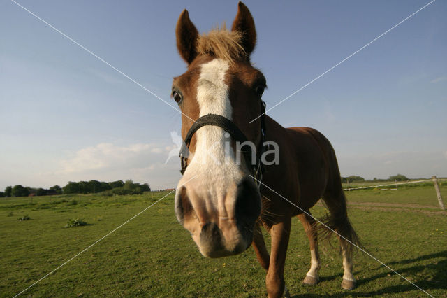 Paard (Equus spp)