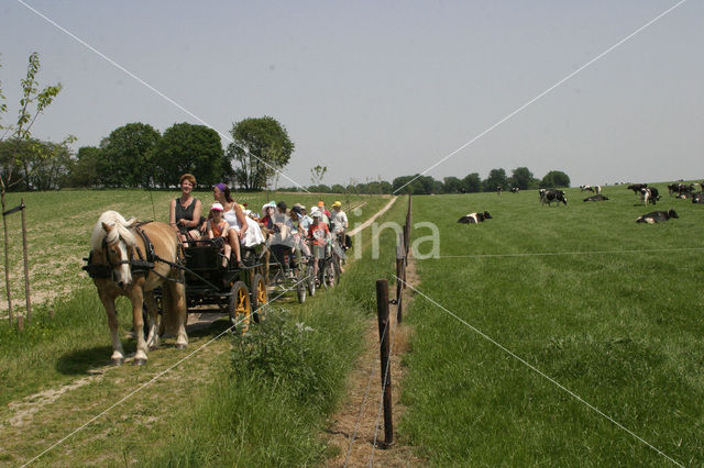 Paard (Equus spp)