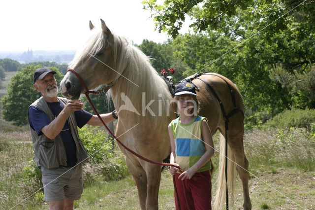 Paard (Equus spp)