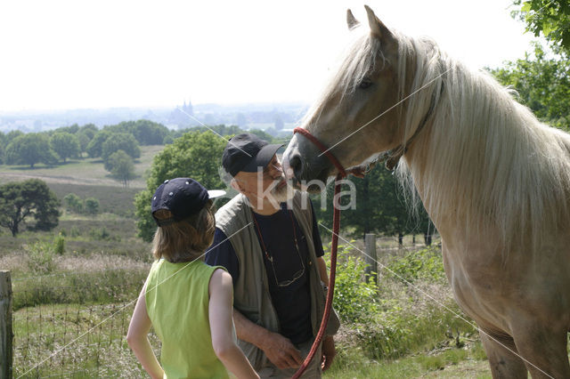 Paard (Equus spp)