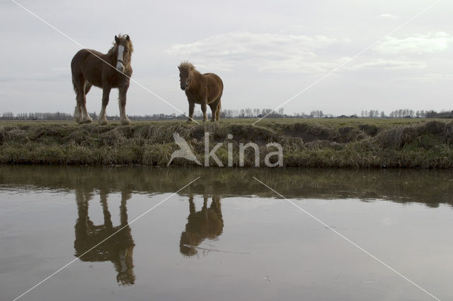 Horse (Equus spp)