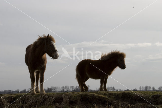 Horse (Equus spp)