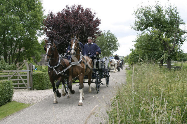 Paard (Equus spp)