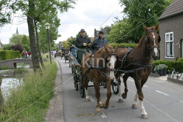 Paard (Equus spp)