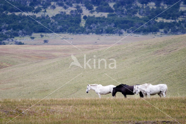 Horse (Equus spp)