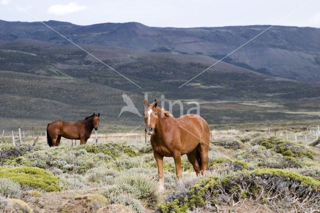 Paard (Equus spp)
