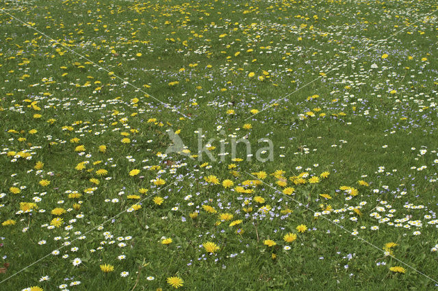 Paardenbloem (Taraxacum spec.)