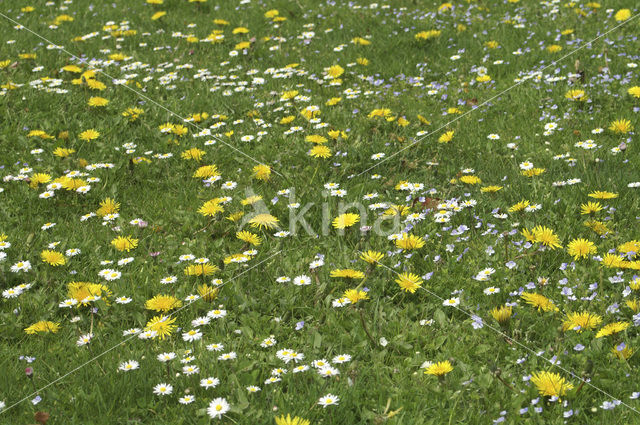 Paardenbloem (Taraxacum spec.)