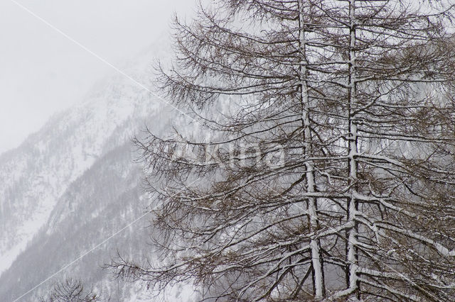 Vanoise National Park