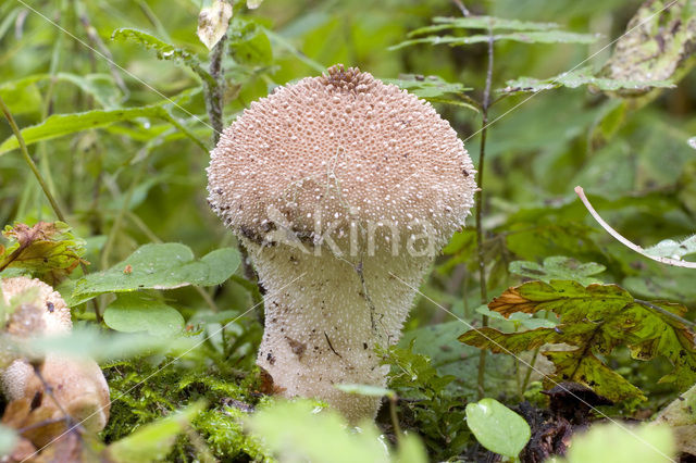 Common puffball (Lycoperdon perlatum)