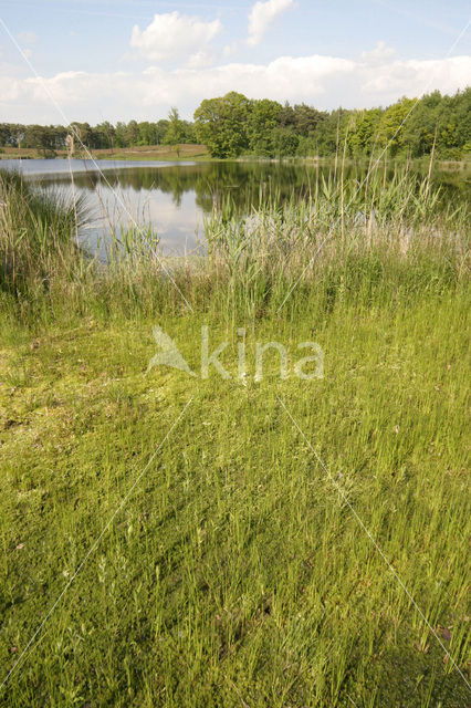 Pitrus (Juncus effusus)