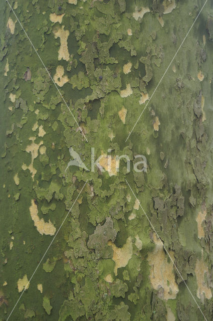 plane tree (Platanus hispanica)