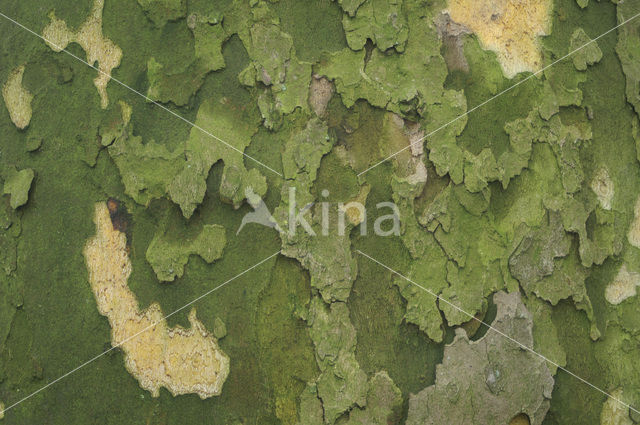 plane tree (Platanus hispanica)