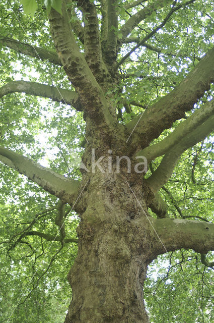plane tree (Platanus hispanica)