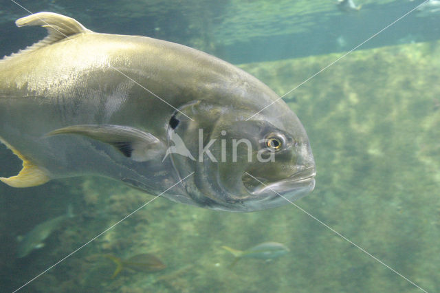 Pompano (Trachinotus spp.)