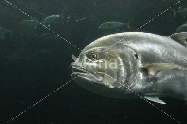 Pompano (Trachinotus spp.)