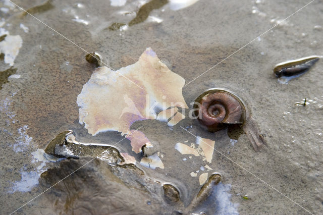 Ramshorn Snail (Planorbis corneus)