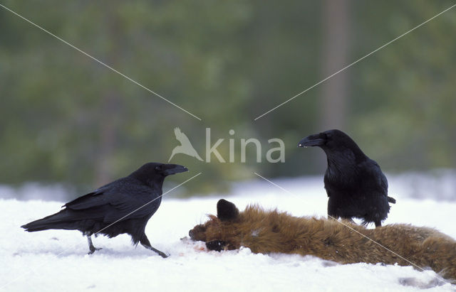 Common Raven (Corvus corax)