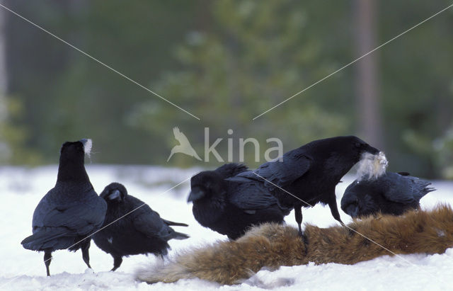 Common Raven (Corvus corax)