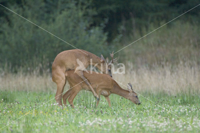 Roe Deer (Capreolus capreolus)