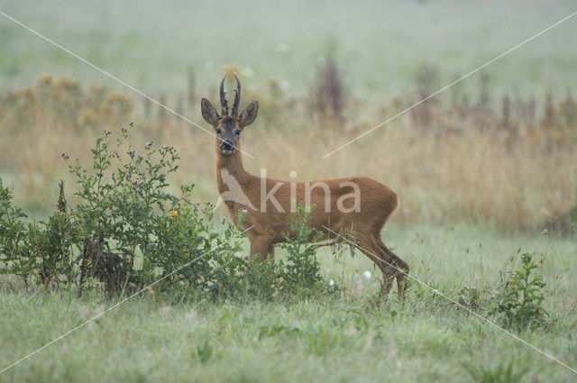 Roe Deer (Capreolus capreolus)