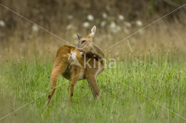 Roe Deer (Capreolus capreolus)