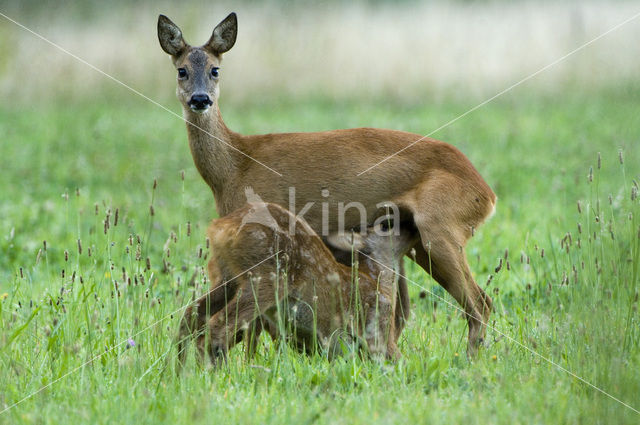 Roe Deer (Capreolus capreolus)