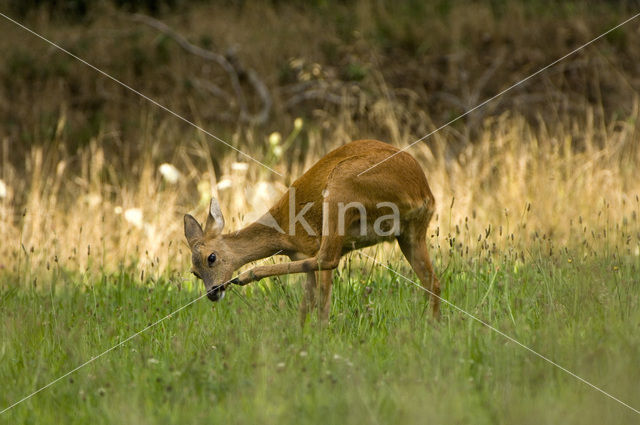 Roe Deer (Capreolus capreolus)