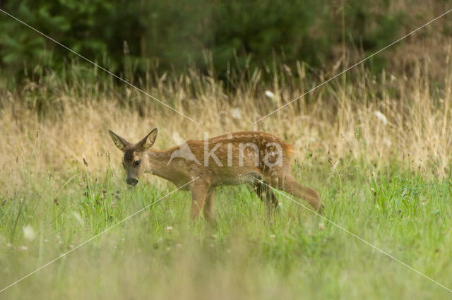 Roe Deer (Capreolus capreolus)