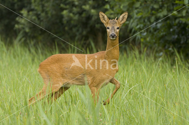 Roe Deer (Capreolus capreolus)