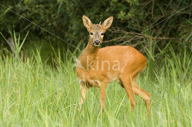 Roe Deer (Capreolus capreolus)