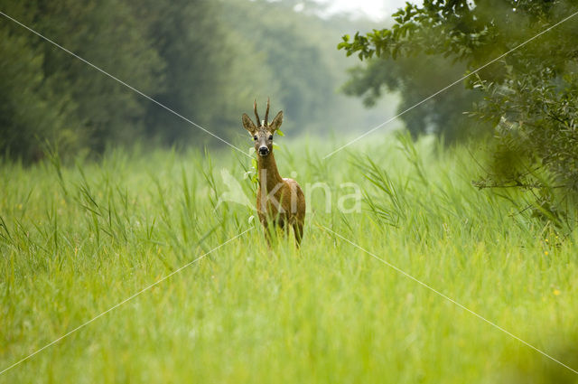 Ree (Capreolus capreolus)