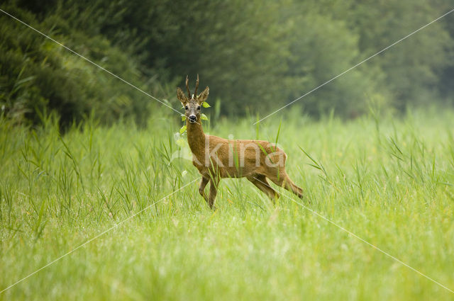 Roe Deer (Capreolus capreolus)