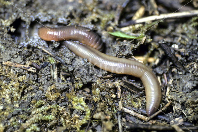 Regenworm (Dendrobaena veneta)