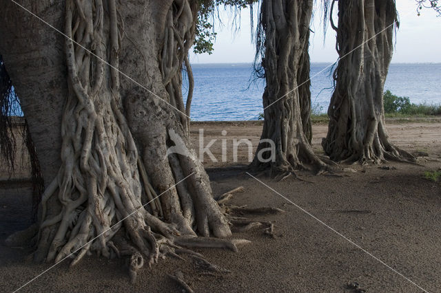 Giant Fig tree (Ficus salicifolia)