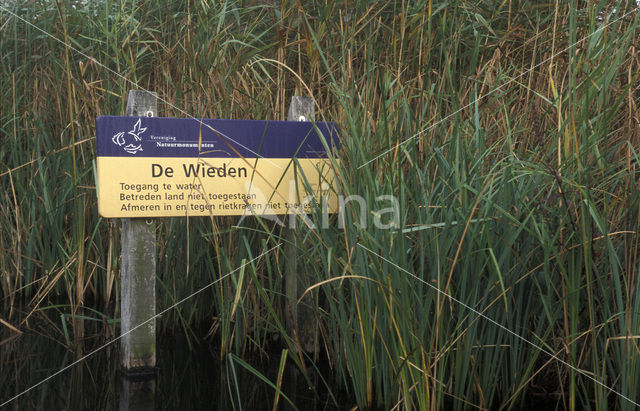 Common Reed (Phragmites australis)