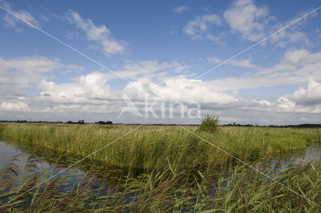 Common Reed (Phragmites australis)