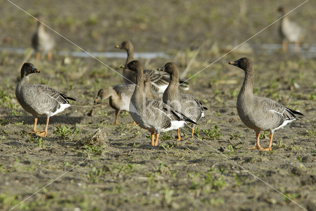 Rietgans (Anser fabalis)