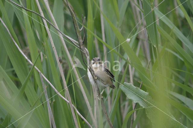 Rietzanger (Acrocephalus schoenobaenus)