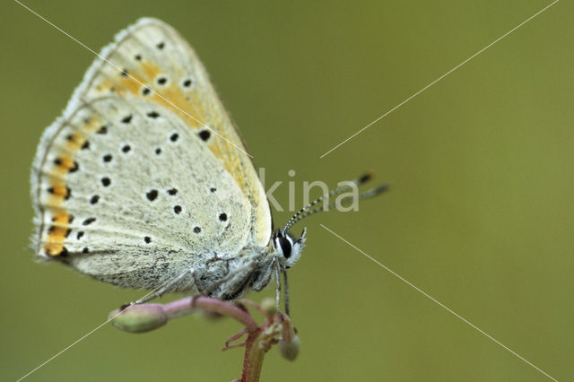 Rode vuurvlinder (Lycaena hippothoe)