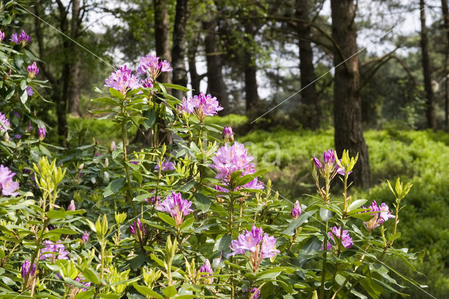 Rhododendron