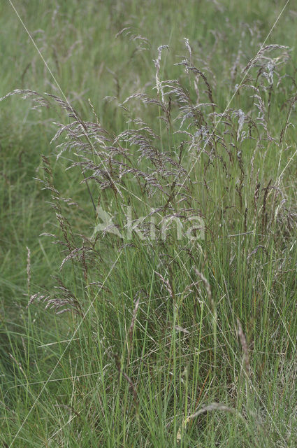 Red fescue (Festuca rubra)