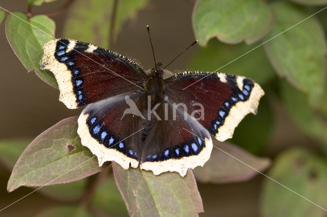 Camberwell Beauty (Nymphalis antiopa)