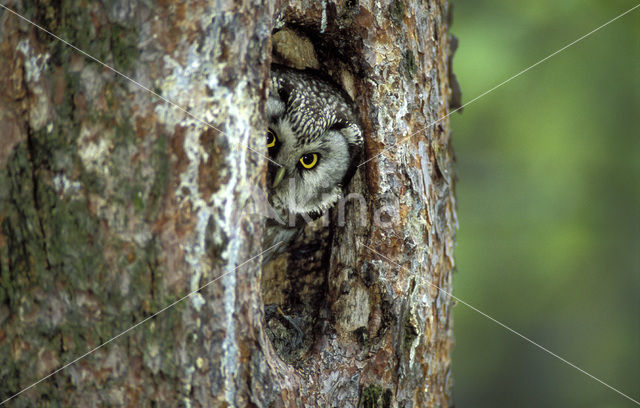 Boreal Owl (Aegolius funereus)