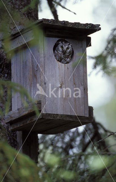 Boreal Owl (Aegolius funereus)